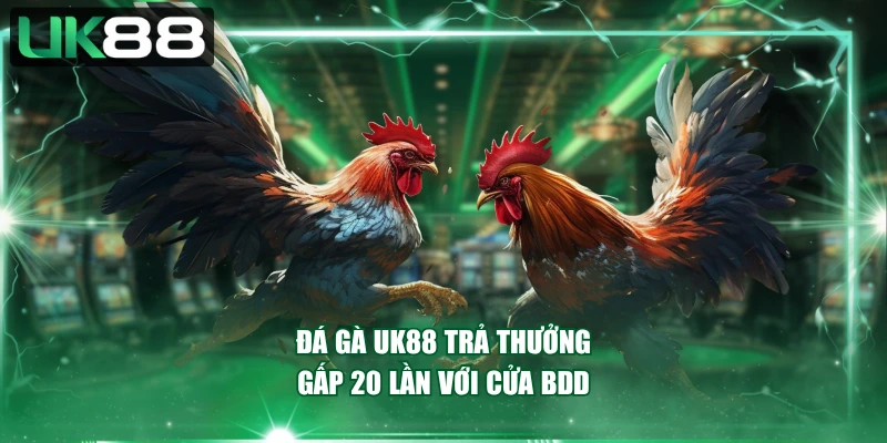 Đá gà UK88 trả thưởng gấp 20 lần với cửa BDD